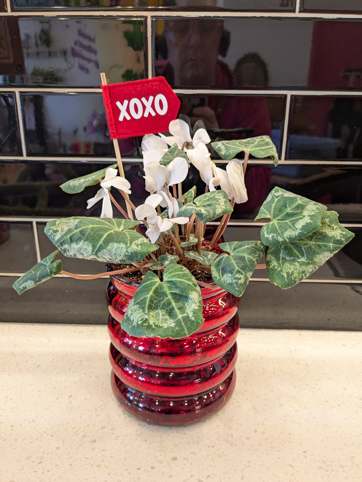 Valentines White Cyclamen in Red Glass Bubble Planter