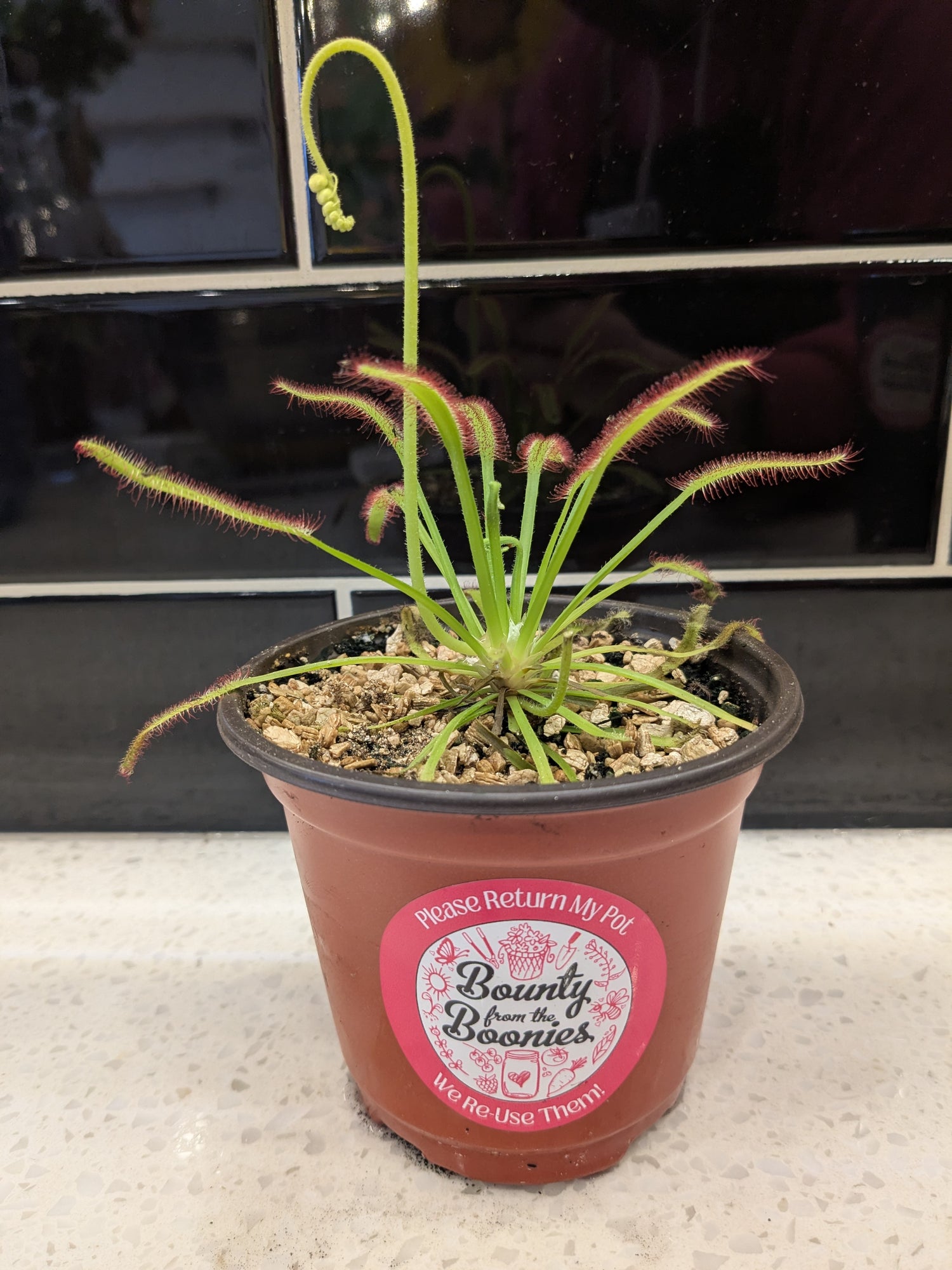 Cape Sundew 4"