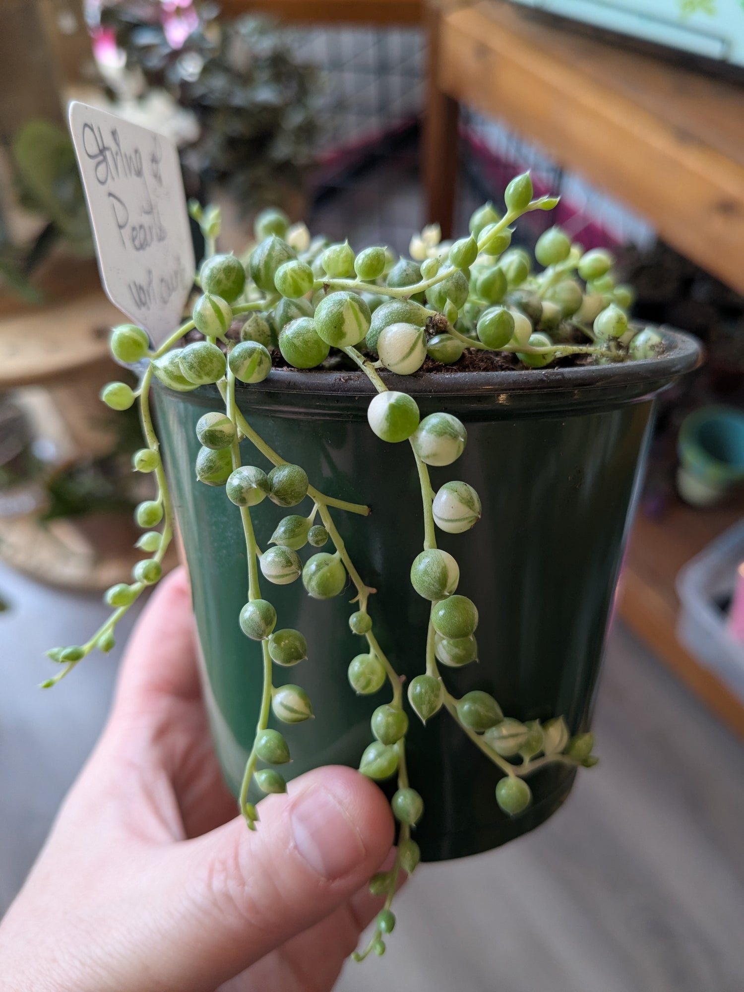 String of Pearls Vari Curio 3"