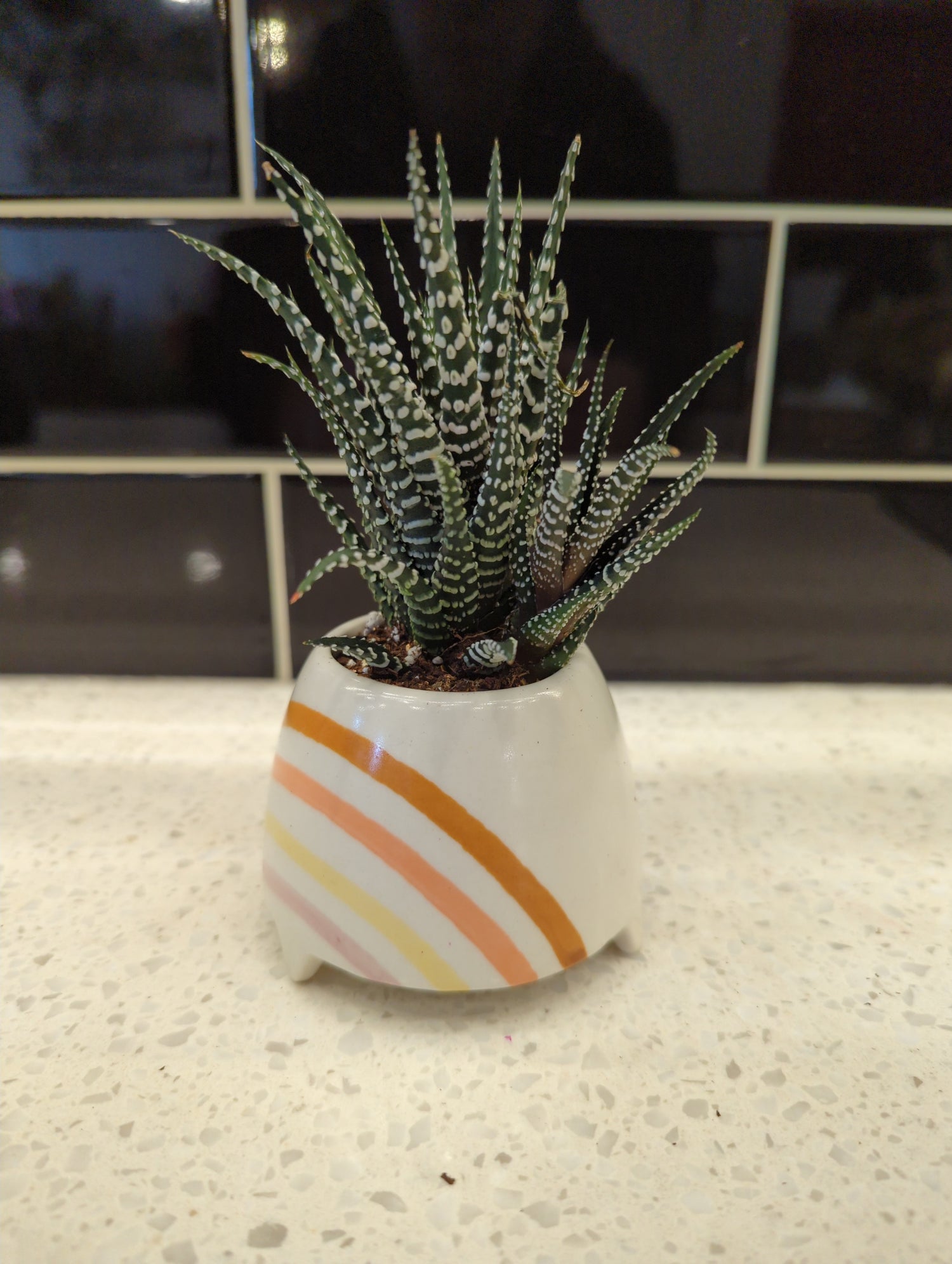 Conical Muted Rainbow Pot with Haworthia