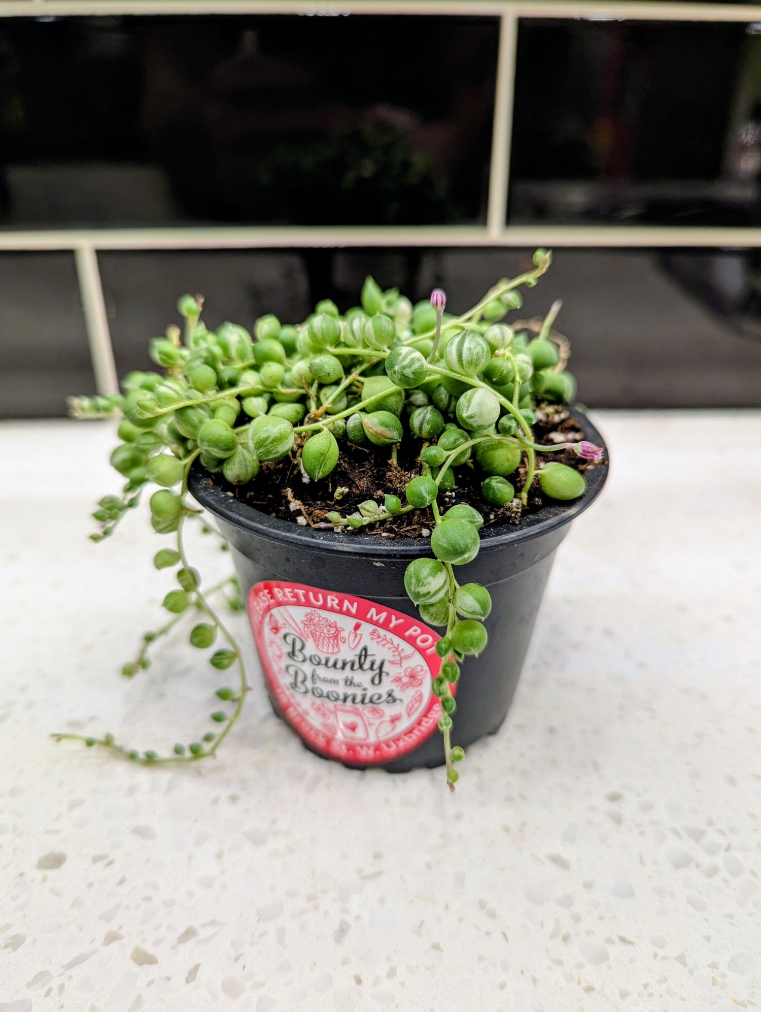 String of Pearls Vari Curio