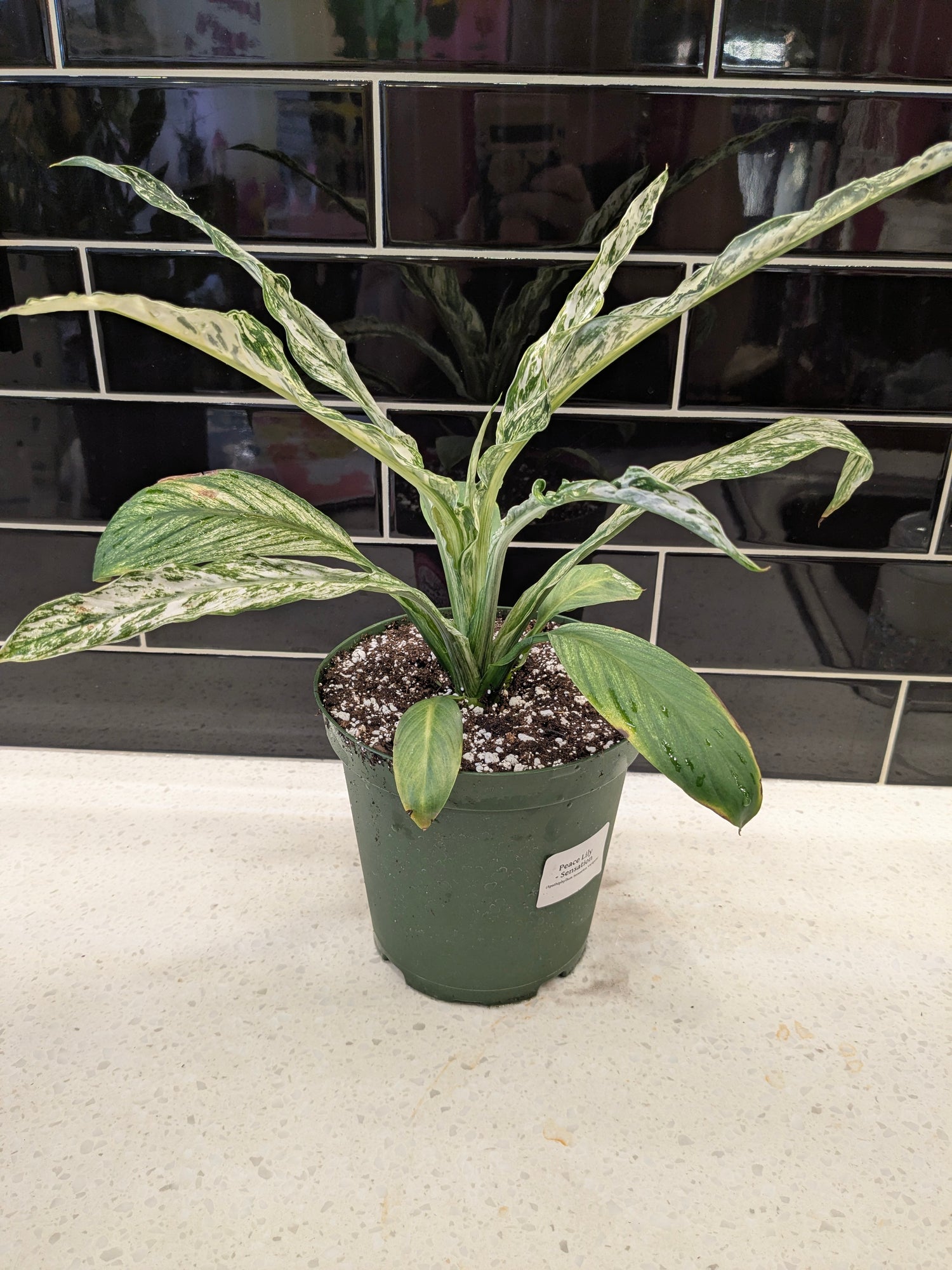 Peace Lily Variegated Spath Sensation 6"