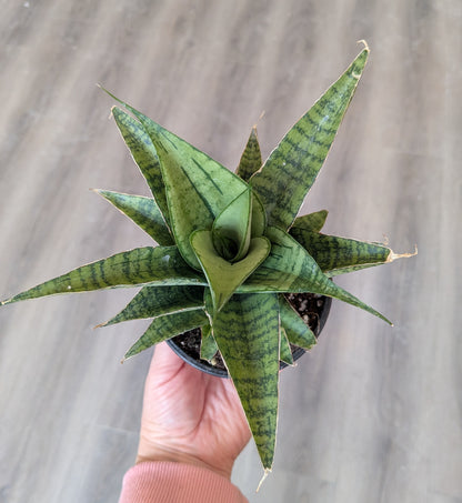 Sansevieria Piano 4"