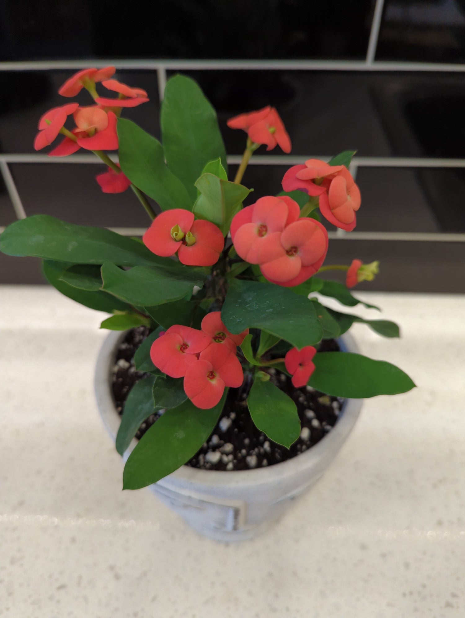 Stone Face Pot with Crown of Thorns