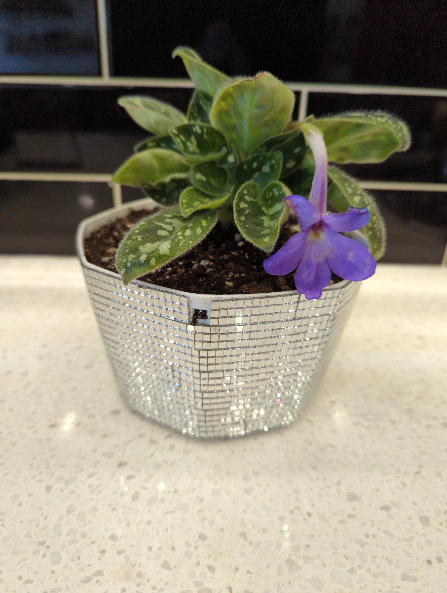 Octagonal Disco Planter with Michaelmoelleria Vietnamensis