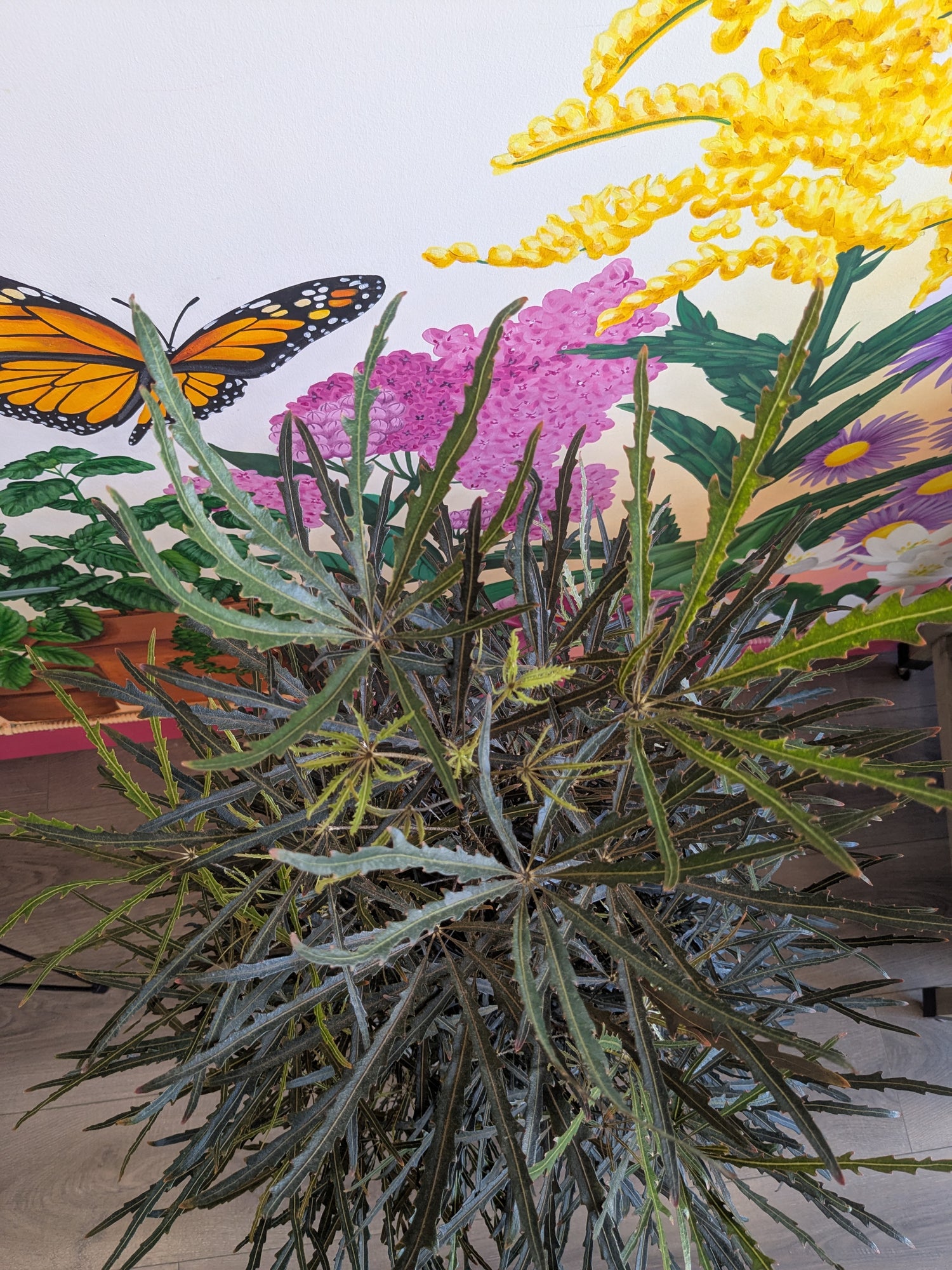 False Aralia 9"