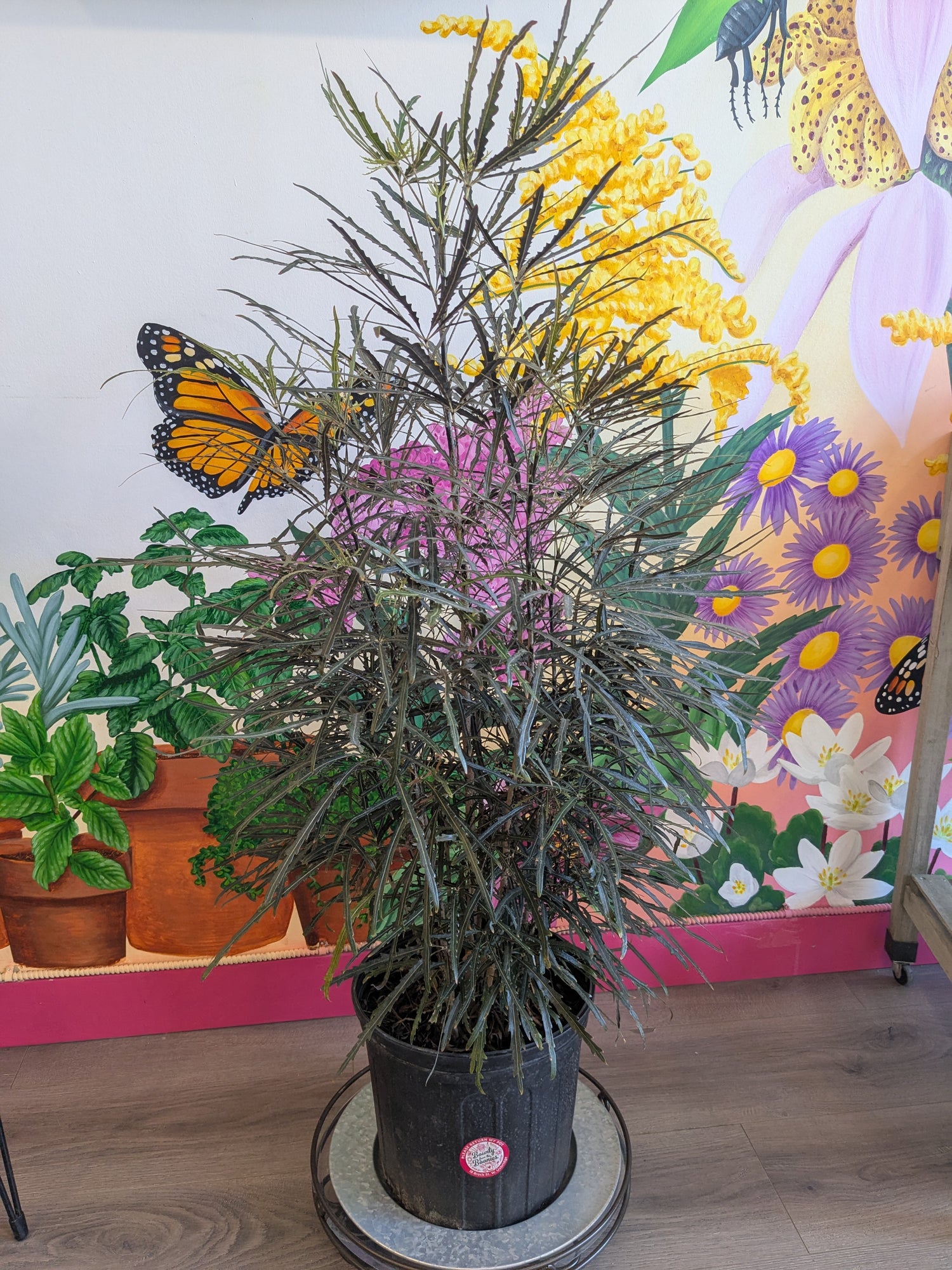 False Aralia 9"