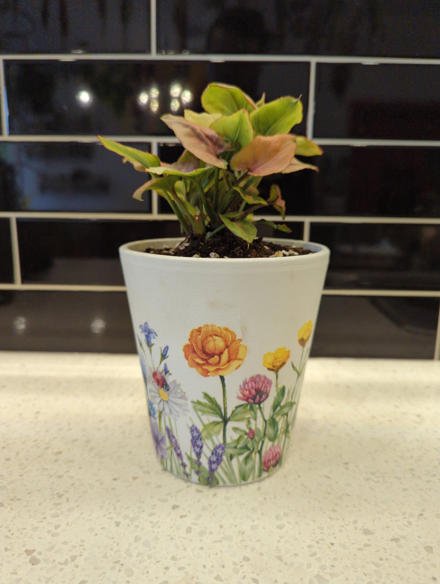 Wildflower Busy Bee Pot with Pink Perfection Syngonium