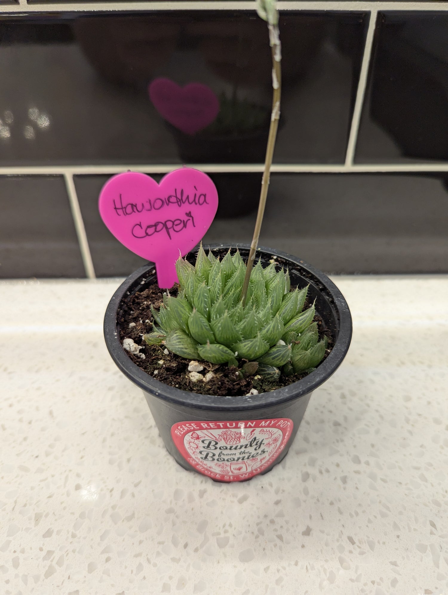 Haworthia Cooperi
