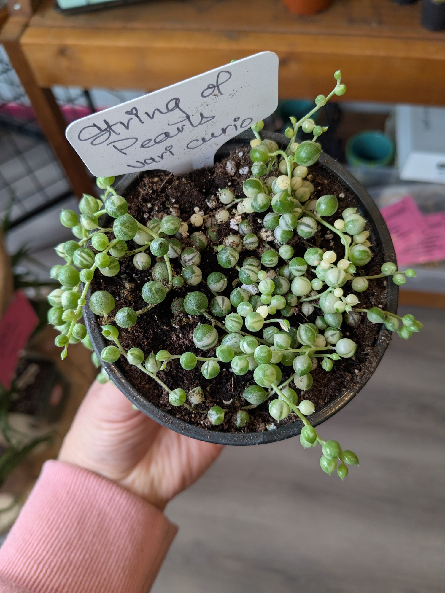 String of Pearls Vari Curio 3"