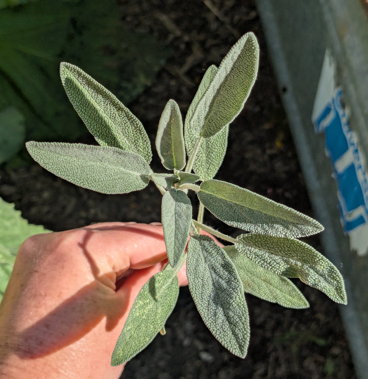 Fresh Sage Bundles