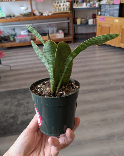 Whale Fin Snake Plant