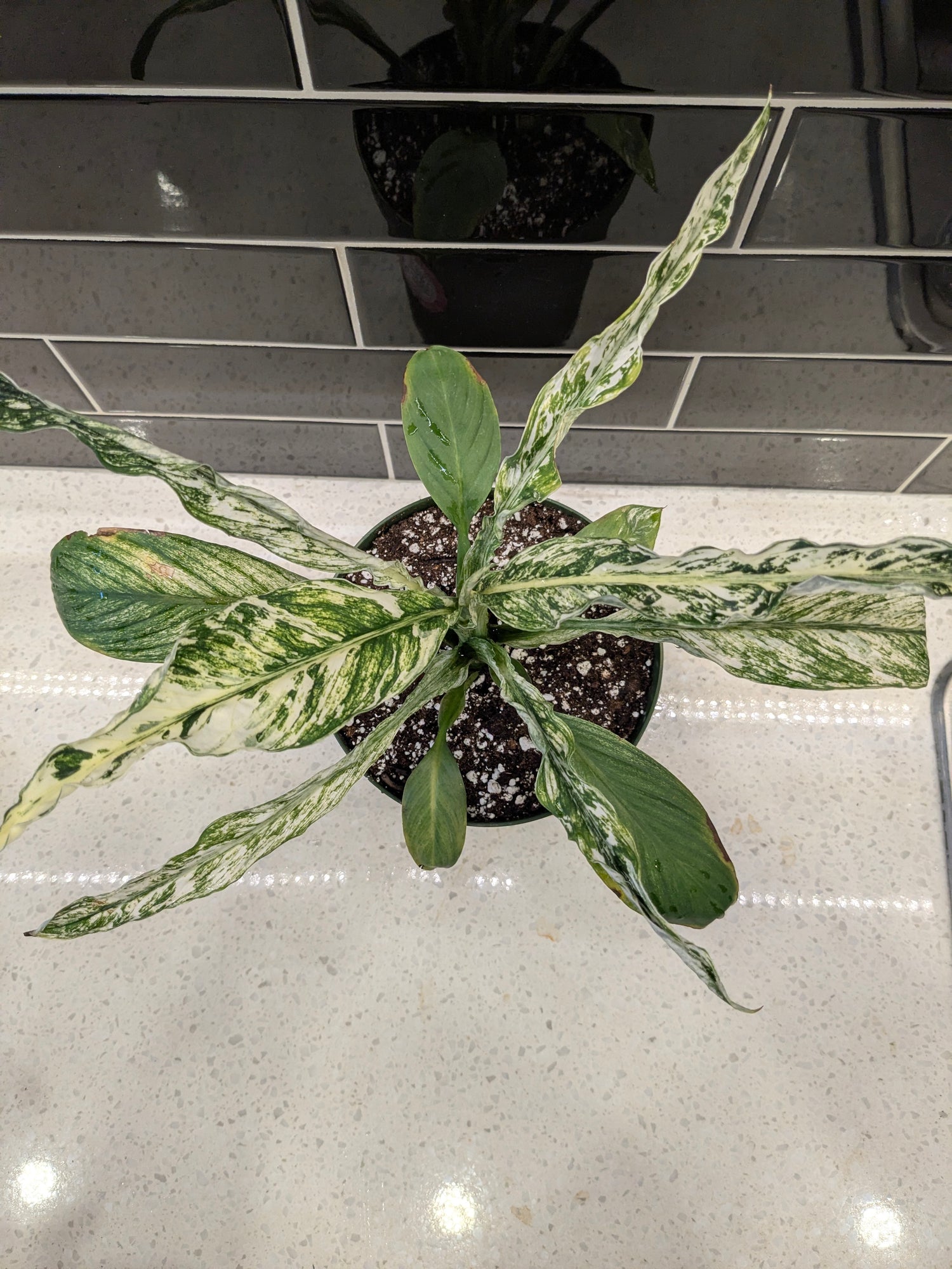 Peace Lily Variegated Spath Sensation 6"