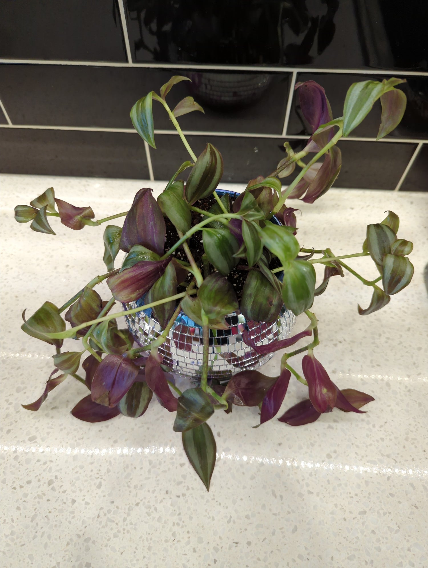Disco Ball Planter with Tradescantia Zebrina