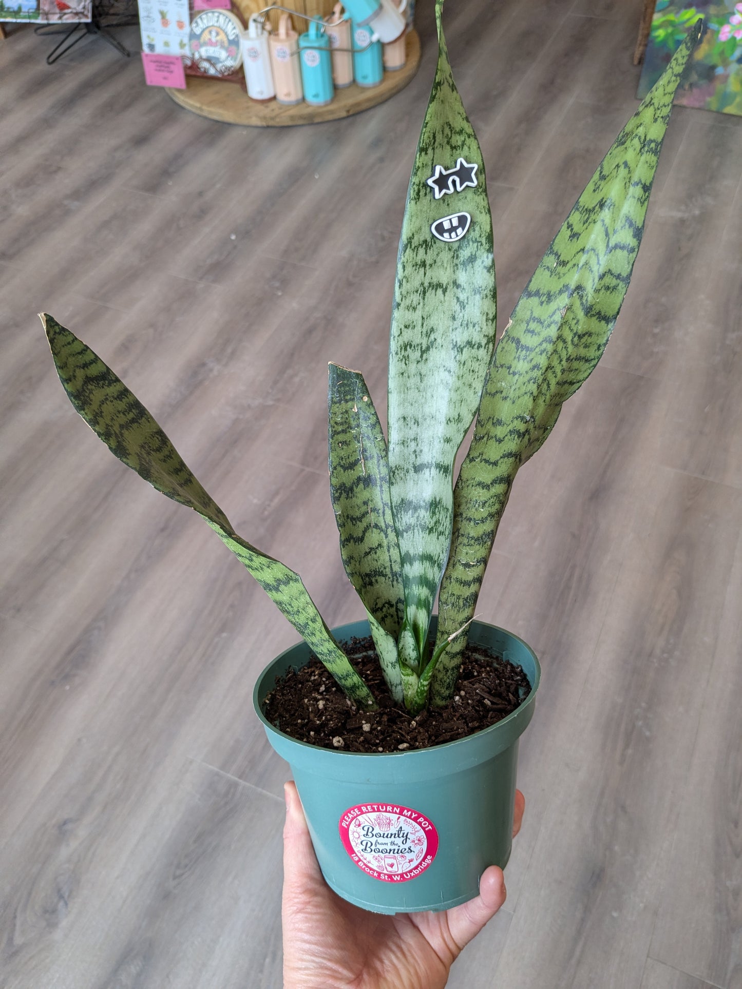 Snake Plant