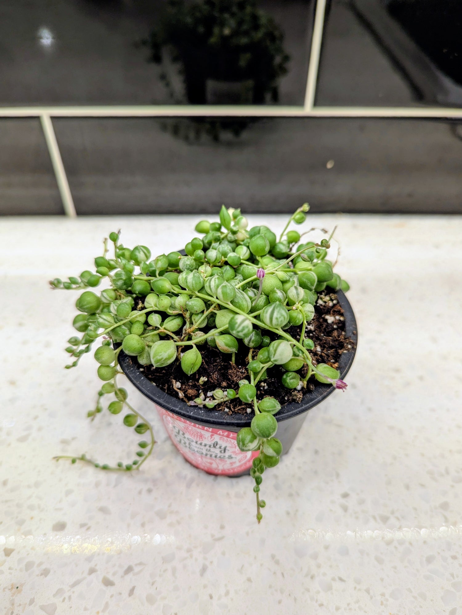 String of Pearls Vari Curio