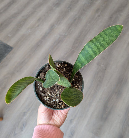 Whale Fin Snake Plant