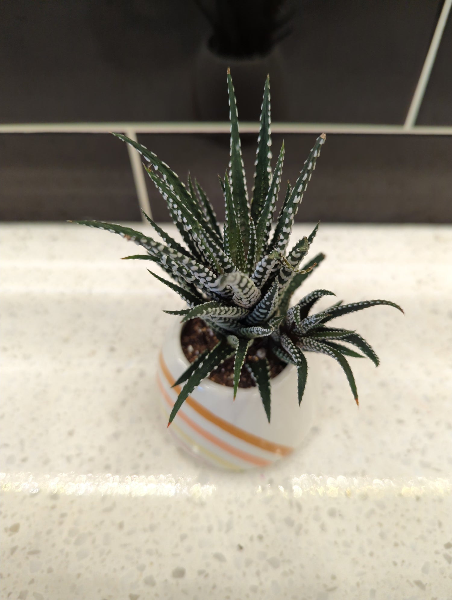 Conical Muted Rainbow Pot with Haworthia