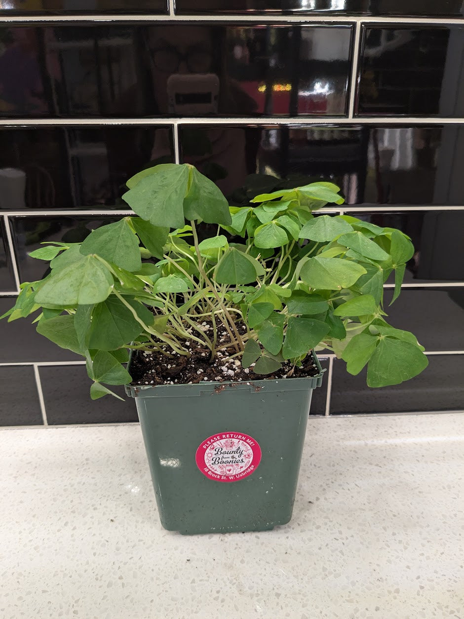 Shamrock 4 leaf green plant (large)