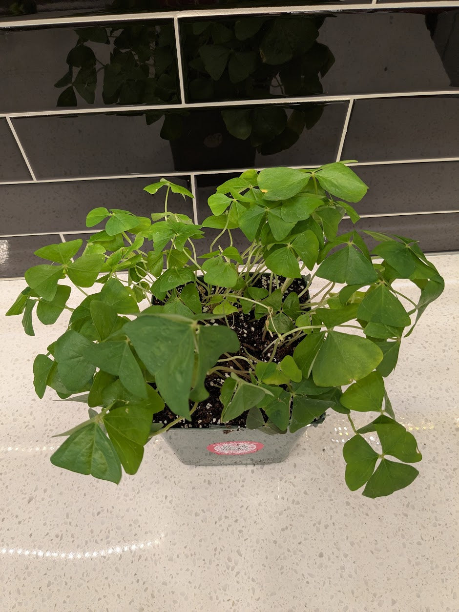 Shamrock 4 leaf green plant (large)