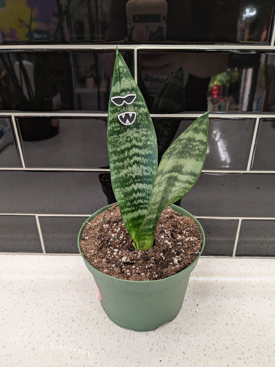 Snake Plant - Zeylanica
