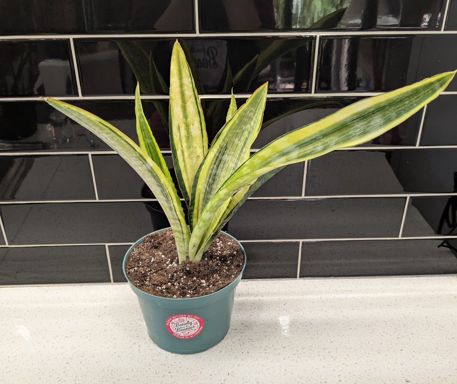 Snake Plant - Golden Flame