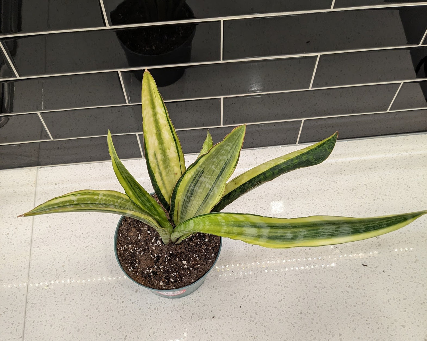 Snake Plant - Golden Flame