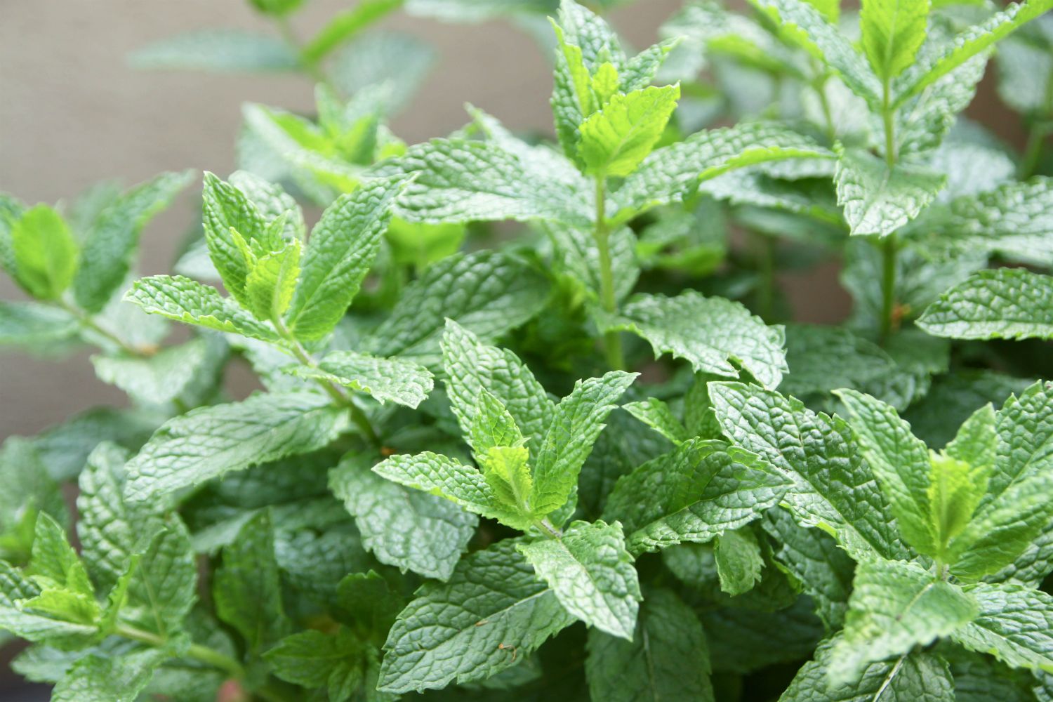 Spearmint Seedlings