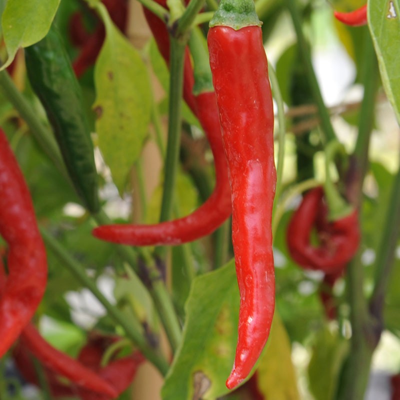 Ring of Fire Chili Pepper