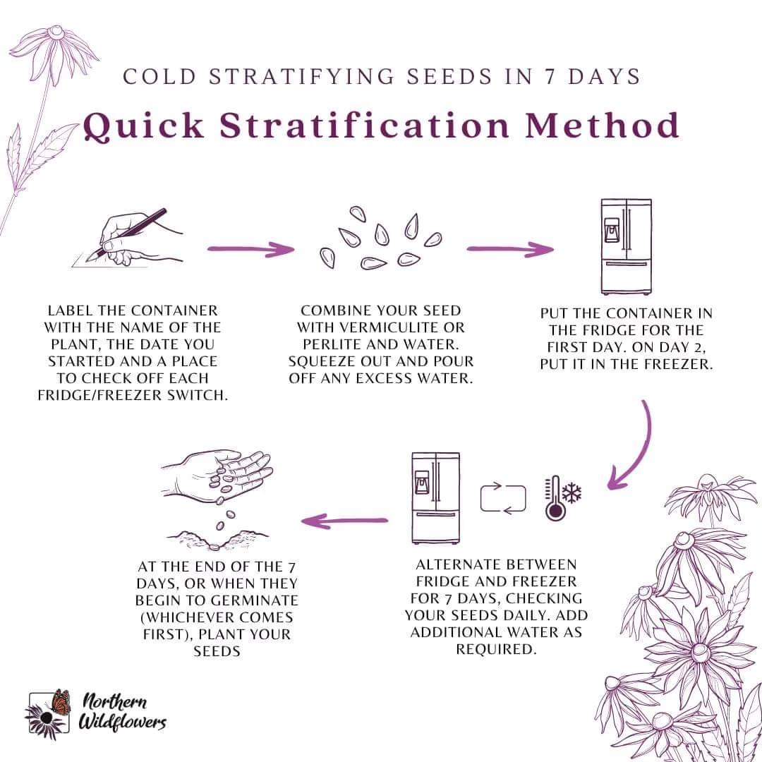 Wild Senna, Senna Hebecarpa - Seeds