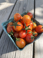 sunrise bumblebee tomato