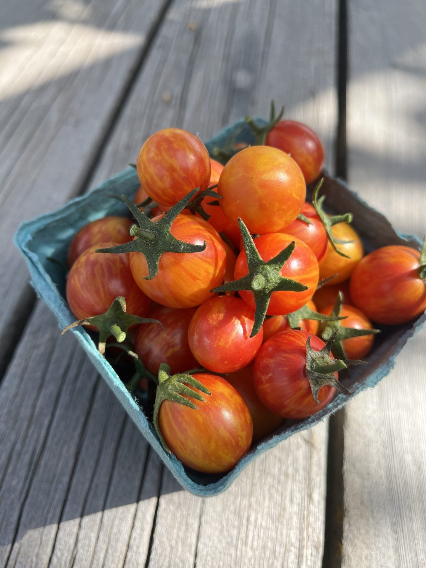 sunrise bumblebee tomato