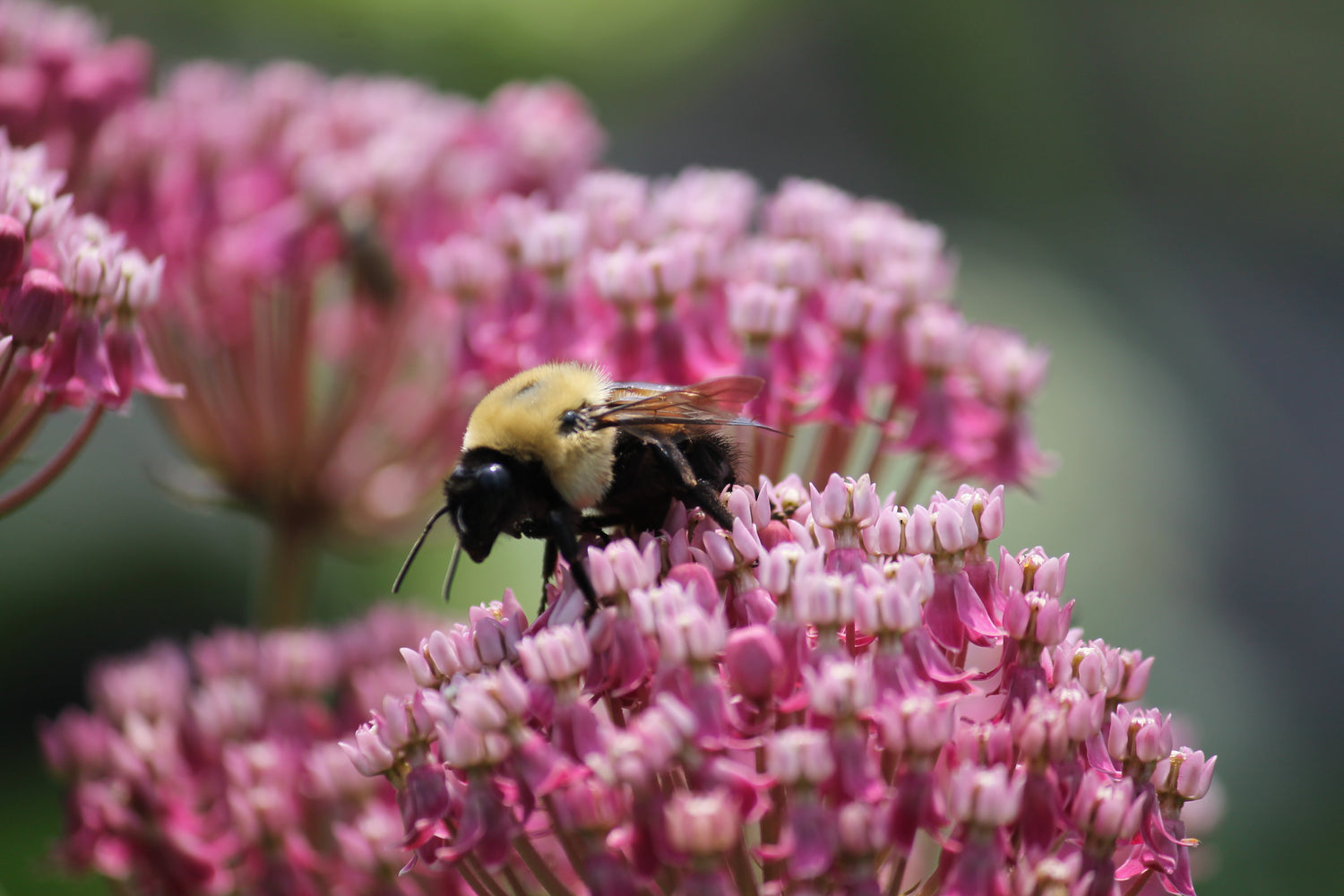Swamp Milkweed, Asclepias incarnata - Seeds