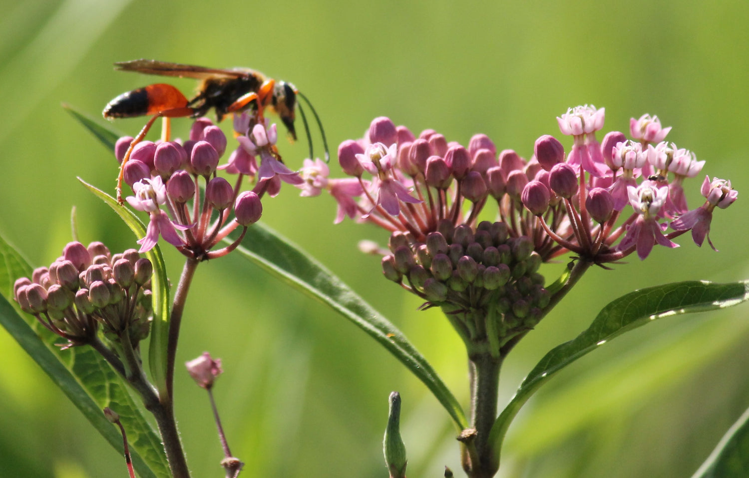 Swamp Milkweed, Asclepias incarnata - Seeds