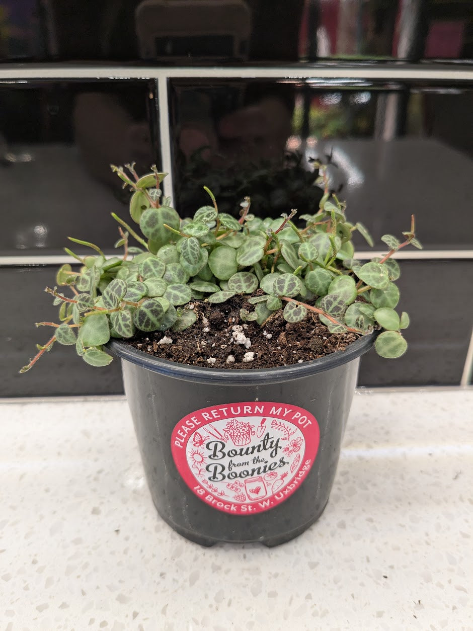 String of Turtles
