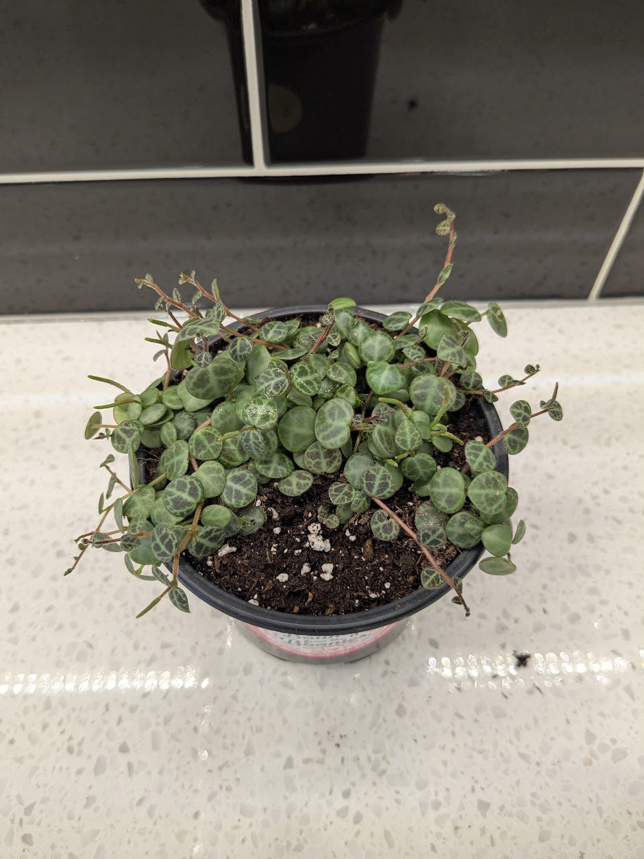String of Turtles