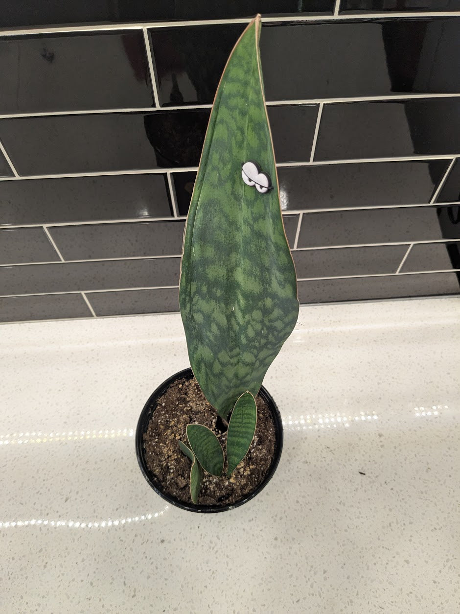 Whale Fin Snake Plant