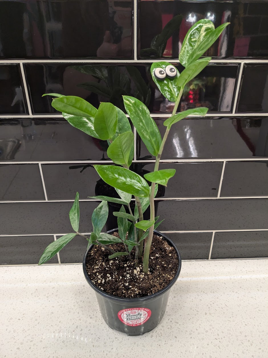 ZZ Plant