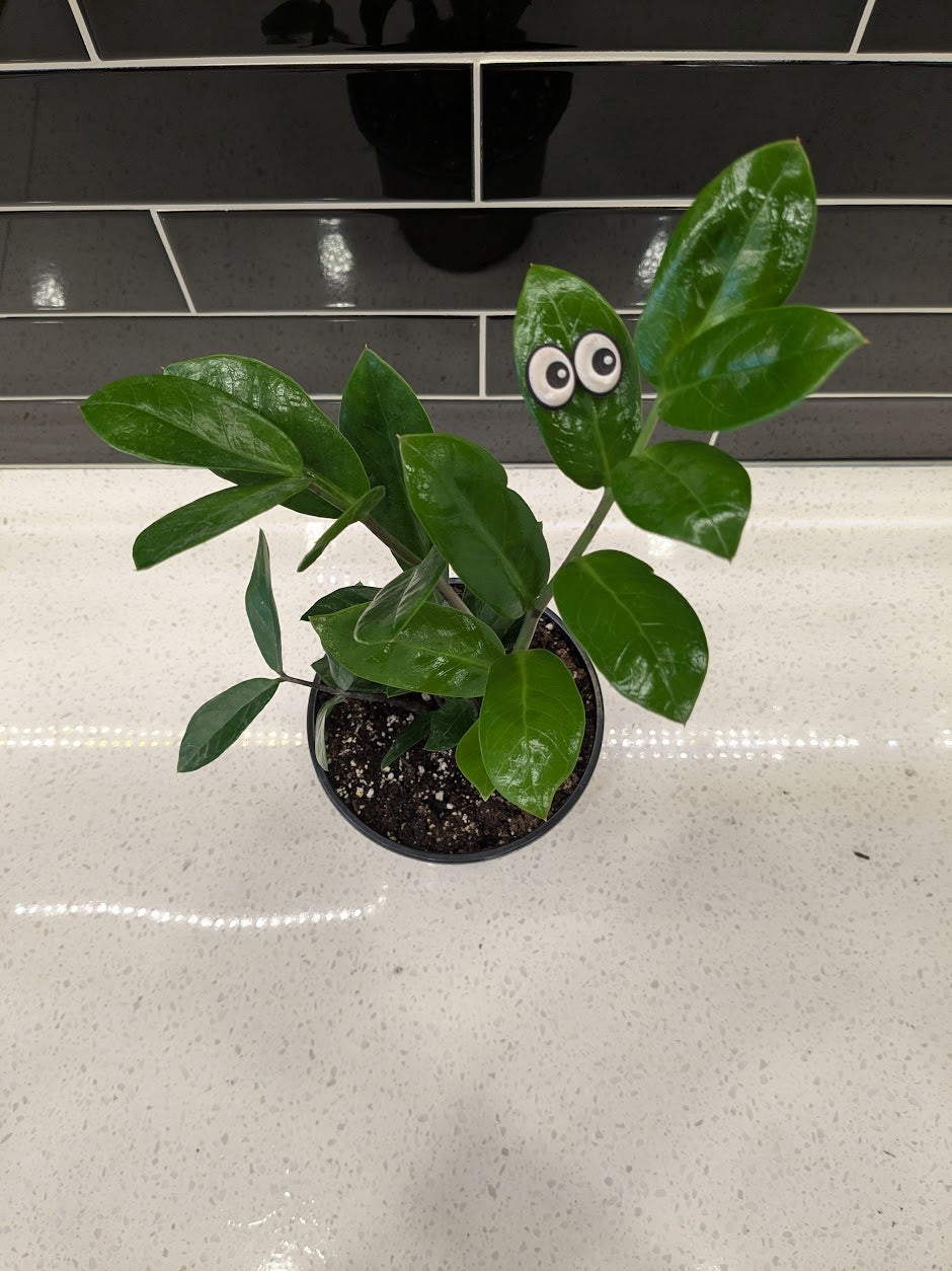 ZZ Plant